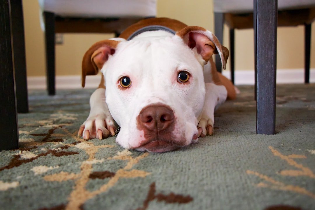 Finding the Perfect Stay for You and Your Four-Legged Friend: Dog-Friendly Hotels